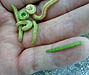 Wheat-head armyworm