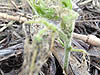 soybean damage