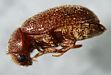 Drugstore beetle