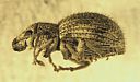 Imported Long-horned weevil