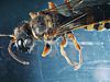 Cerceris wasp