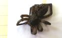 spider