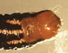 Stalk Borer larva
