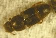 Dusky Sap Beetle