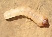 Sawyer larva