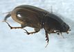Dung beetle Aphodius