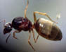 Cornfield ant