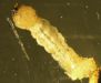 Flatheaded Borer Larva
