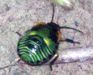Green Bug nymph