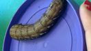 Pandora Sphinx caterpillar