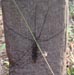 Crane Fly