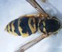 Eastern Yellowjacket wasp