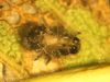 Elm leaf beetle larva