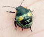Green Stinkbug nymph