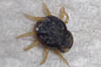Spinose Ear tick