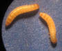 Tribolium castaneum larvae