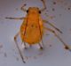 Greenbug aphid