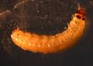 Almond moth larva