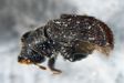 Western Cedar Bark Beetle