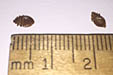 Bed Bugs