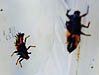 Asian Ladybird Beetle larvae