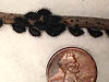 Twice-stabbed Lady Beetle larvae