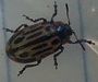 Cottonwood Leaf Beetle