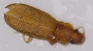 Dienerella filum