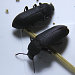 Dark Mealworm Beetle
