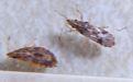 Sycamore Seed Bug