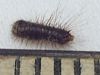 Larder Beetle larva