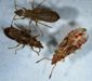 Sycamore Seed Bug