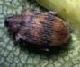 European Elm Flea Weevil