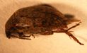 Locust Seed Beetle