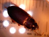 Harpalus sp.