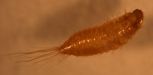 Dermestid beetle larvae