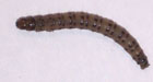 Southwestern Corn Borer