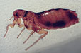 Squirrel Flea