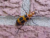 Pyrota Blister Beetle