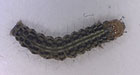 Alfalfa webworm