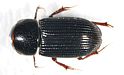 Aphodiinae dung beetle