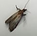 Plodia moth
