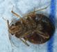 Human Bed Bug