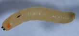Bermudagrass stem maggot