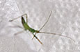Pale green assassin bug nymph
