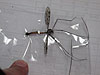 Tipula abdominalis