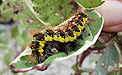 Dagger moth caterpillar