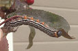Yellownecked Caterpillar Moth