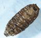 Fly pupa