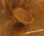 Oak Leaf Phylloxera